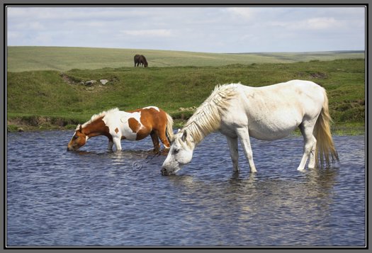 dartmoor-ponies-watering-hole.jpg Dartmoor Ponies At Watering Hole