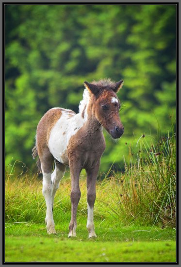 dartmoor-pony-foal-in-sunlight.jpg Unsure Pony Foal