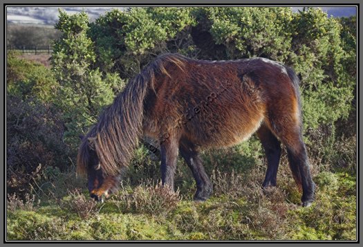 dartmoor-pony-grazing.jpg Grazing Dartmoor Pony