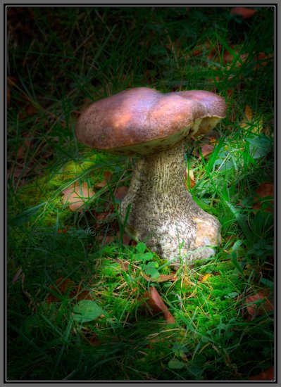 forest-mushroom-dappled-light.jpg Penny Bun Mushroom