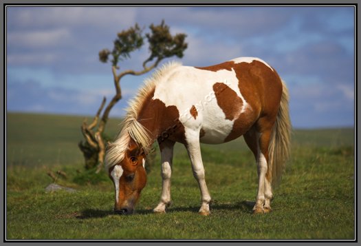 pony-lone-gorse.jpg Grazing Pony And Lone Gorse