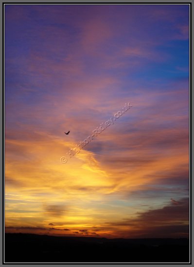 sunset-bird-2.jpg Homeward Bound Buzzard