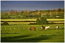 Grazing Horses, Bower Hinton - bower-hinton-horses.jpg click to see this fine art photo at larger size