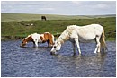 Dartmoor Ponies At Watering Hole - dartmoor-ponies-watering-hole.jpg click to see this fine art photo at larger size