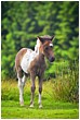 Unsure Pony Foal - dartmoor-pony-foal-in-sunlight.jpg click to see this fine art photo at larger size