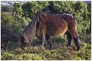 Grazing Dartmoor Pony - dartmoor-pony-grazing.jpg click to see this fine art photo at larger size