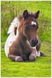 Resting Pony Foal - dartmoor-pony-kneeling-yearling-foal.jpg click to see this fine art photo at larger size