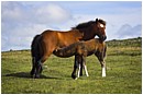 Dartmoor Pony Suckling Foal - dartmoor-pony-mum-feeding-foal.jpg click to see this fine art photo at larger size
