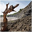 Jurassic Coast Tree Stump - mudslide-tree-beach.jpg click to see this fine art photo at larger size