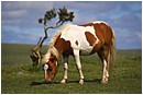 Grazing Pony And Lone Gorse - pony-lone-gorse.jpg click to see this fine art photo at larger size
