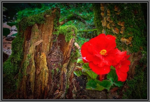 spitchwick-begonia.jpg Red Begonia in the Wild
