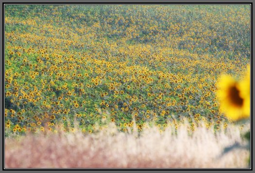 sunflower-field.jpg Sunflower Field