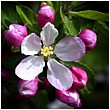 Apple Blossom Buds - apple-blossom-buds.jpg click to see this fine art photo at larger size