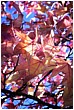 Autumn Reds - autumn-reds.jpg click to see this fine art photo at larger size