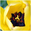 Yellow Tulip Closeup - yellow-tulip.jpg click to see this fine art photo at larger size
