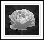 Rose in Black and White - rose.jpg click to see this fine art photo at larger size
