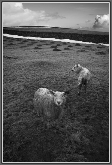 dartmoor-inquisitive-sheep.jpg Inquisitive Sheep On Dartmoor
