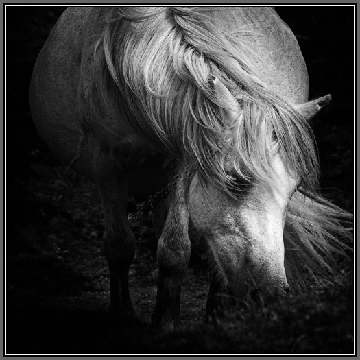 dartmoor-pony-tousled-mane.jpg Dartmoor Pony Into The Light