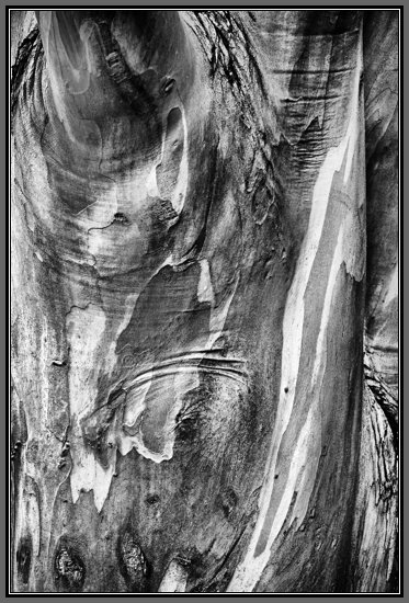 eucalyptus-texture-bw.jpg Eucalyptus Texture