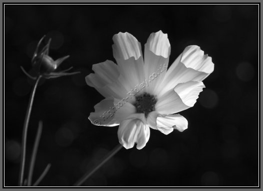lighting-the-cosmos.jpg Lighting The Cosmos in Black and White