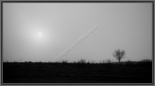 misty-tree-silhouette.jpg Inner Peace