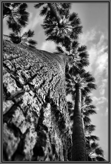 palm-trees.jpg Palm Tree Crowns