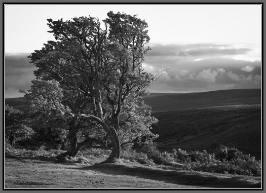 two-trees-on-dartmoor.jpg Two Trees On Dartmoor