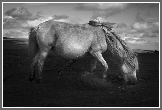 white-pony-portrait.jpg White Dartmoor Pony Portrait