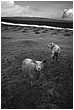 Inquisitive Sheep On Dartmoor - dartmoor-inquisitive-sheep.jpg click to see this fine art photo at larger size