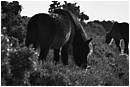 Dartmoor Ponies Grazing - dartmoor-ponies-grazing.jpg click to see this fine art photo at larger size