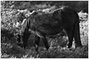 Grazing Dartmoor Pony - dartmoor-pony-grazing-3.jpg click to see this fine art photo at larger size