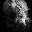 Dartmoor Pony Into The Light - dartmoor-pony-tousled-mane.jpg click to see this fine art photo at larger size