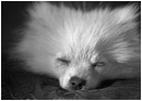 Hamish the Pomeranian - hamish-1.jpg click to see this fine art photo at larger size
