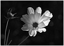 Lighting The Cosmos in Black and White - lighting-the-cosmos.jpg click to see this fine art photo at larger size
