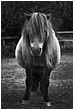 Resting Miniature Pony - miniature-pony-resting.jpg click to see this fine art photo at larger size
