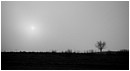 Inner Peace - misty-tree-silhouette.jpg click to see this fine art photo at larger size