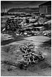 Rope And Piles - rope-piles.jpg click to see this fine art photo at larger size