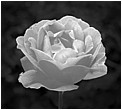 Rose in Black and White - rose.jpg click to see this fine art photo at larger size