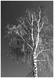 Silver Birch - silver-birch.jpg click to see this fine art photo at larger size