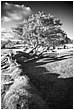 Surreal Horizontal Tree - surreal-horizontal-tree.jpg click to see this fine art photo at larger size