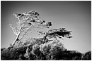The Salt Wind Blows - surviving-the-salt-wind.jpg click to see this fine art photo at larger size
