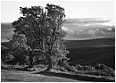 Two Trees On Dartmoor - two-trees-on-dartmoor.jpg click to see this fine art photo at larger size