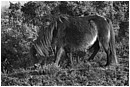 Wild Dartmoor Pony - wild-dartmoor-pony.jpg click to see this fine art photo at larger size