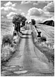 Wiltshire Farm Lane in Black and White - wiltshire-country-lane.jpg click to see this fine art photo at larger size