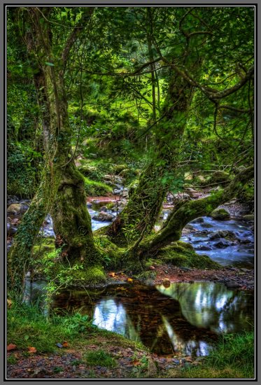 creek-trees-spitchwick.jpg Creek Trees at Spitchwick