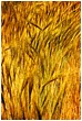 Wild Grass - wild-grass.jpg click to see this fine art photo at larger size