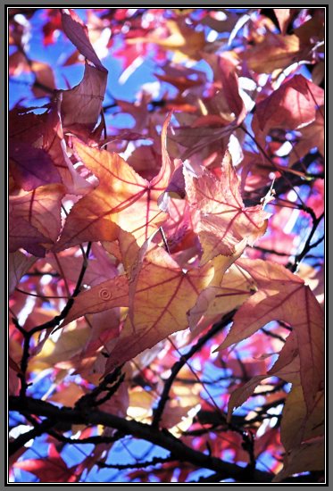 autumn-reds.jpg Autumn Reds