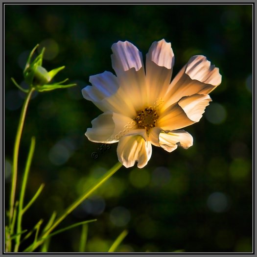 conical-bells.jpg Lighting The Golden Cosmos