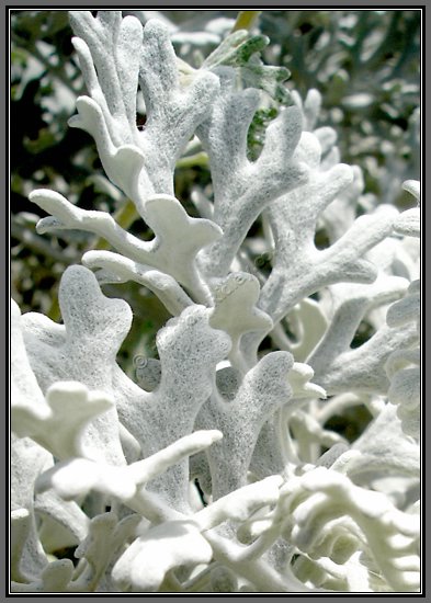 dusty-miller.jpg Silver Antlers