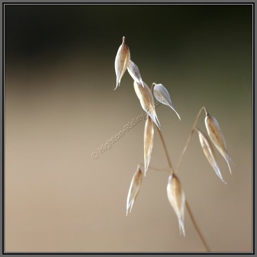 fruiting-wild-oat.jpg Fruiting Wild Oat